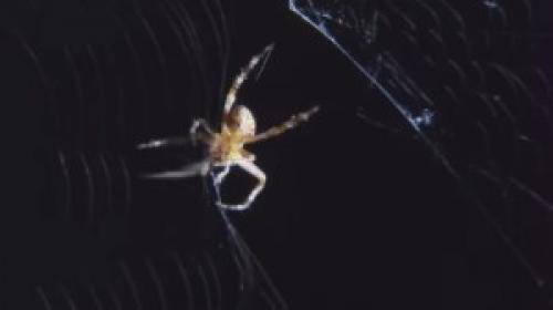 Интересные факты про пауков. 15 интересных фактов о пауках