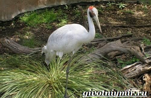 Журавль информация для детей. Особенности, виды и среда обитания журавля