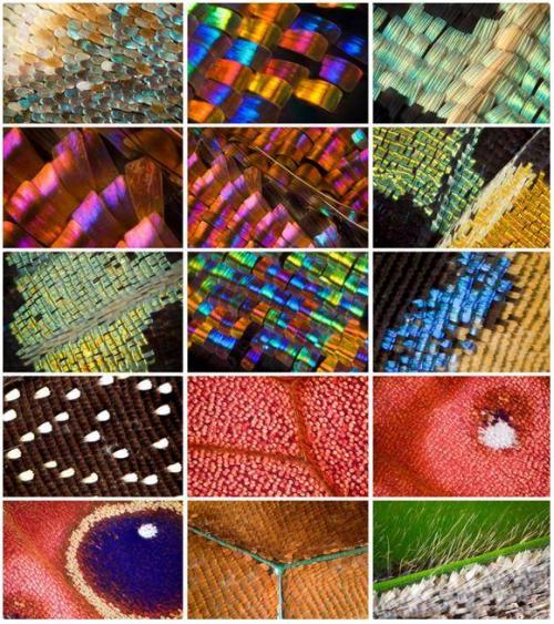 Синий карлик бабочка. Интересные факты о бабочках (15 фактов) 06