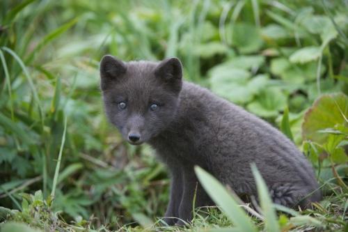 Интересные факты о тюленях. Особенности и среда обитания тюленя 05