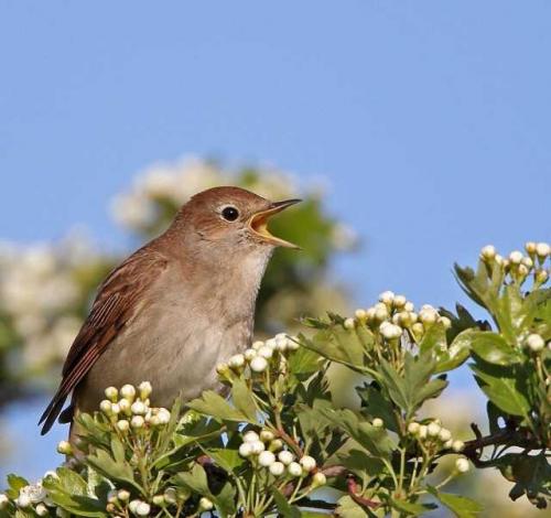 Когда улетают соловьи. Описание и особенности соловья 04