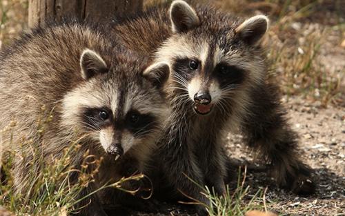 Что любят еноты. Что едят еноты?