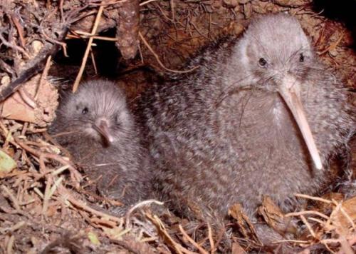 Птица киви интересные факты. Интересные факты о птице киви