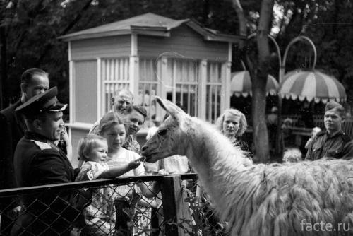 Интересные факты о московском зоопарке. 13 фактов о столичном зоопарке, которые не известны даже москвичам 06