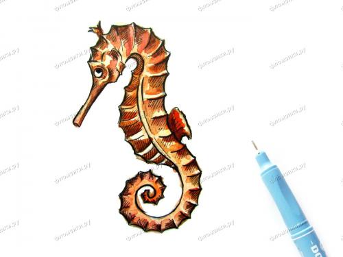 Как нарисовать морского конька