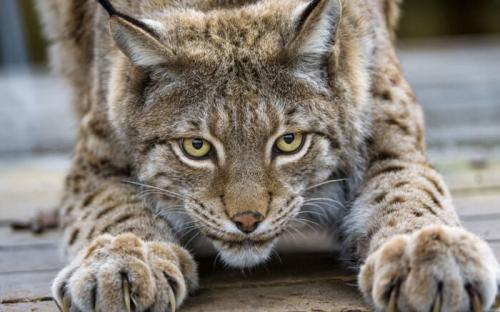 Жизнь Рыси. Сколько живет рысь