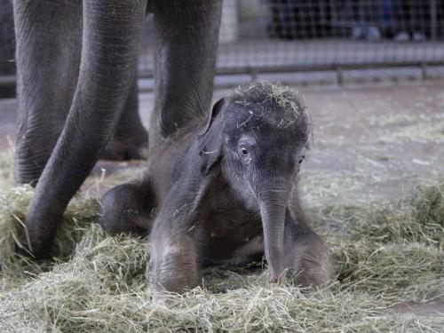 Муст у слонов. Как размножаются слоны