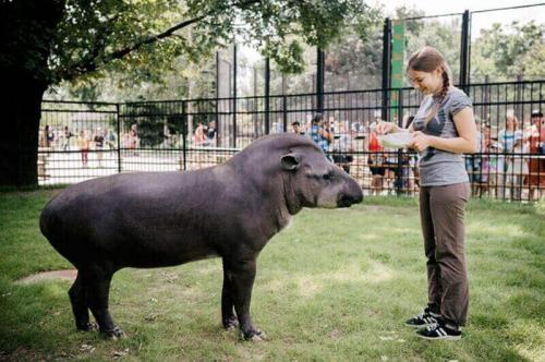5 фактов о московском зоопарке на английском. Московский зоопарк