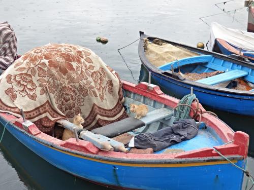 Тунис кошки. Субботние котики по-тунисски :)