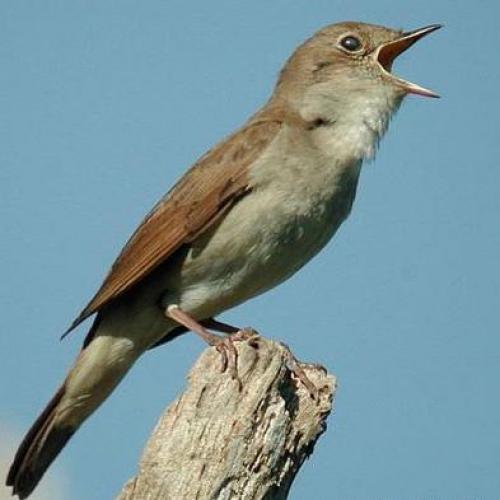 Когда улетают соловьи. Описание и особенности соловья 02