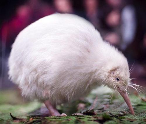 Птица киви интересные факты. Интересные факты о птице киви 11