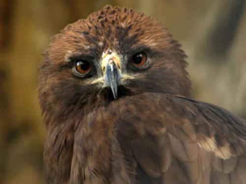 Интересные факты про орлов. Интересные факты об орлах (5 фото) 02