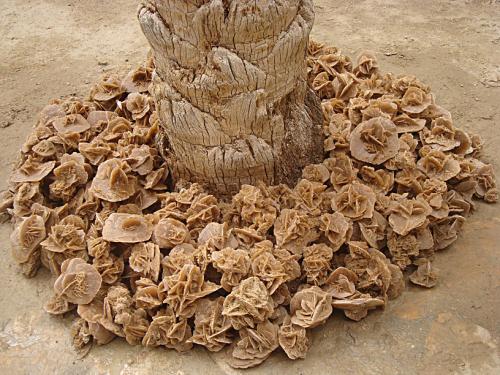 Тунис интересные факты о стране. Интересные факты о Тунисе: 17