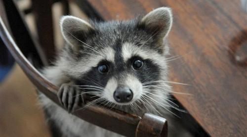 20 фактов о енотах. 12 интересных фактов о енотах