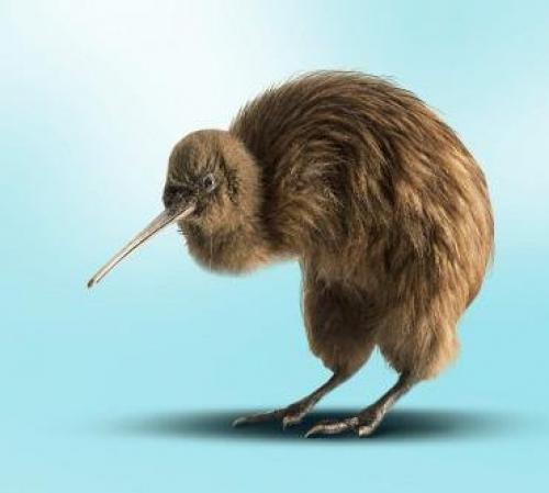 Птица киви интересные факты. Интересные факты о птице киви 14
