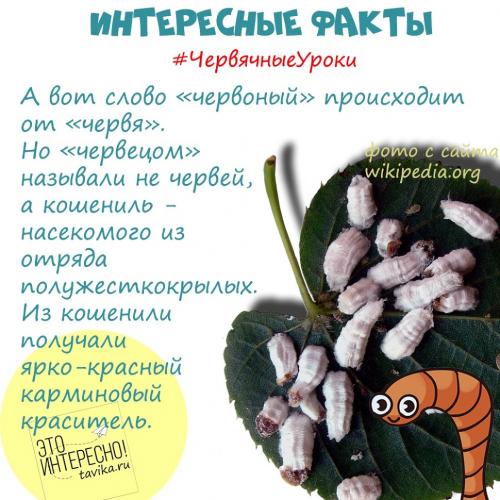 Интересные факты о червях. Червячные уроки. Уро.  Интересные факты про дождевых червей для детей
