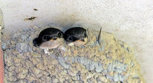 Где ночуют ласточки летом. Размножение ласточек