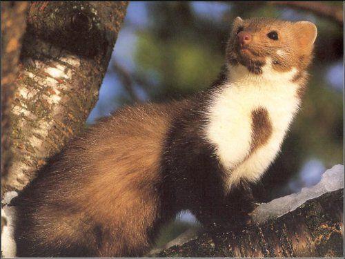 Куница домашняя. Каменная куница / Martes foina