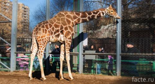 Интересные факты о московском зоопарке. 13 фактов о столичном зоопарке, которые не известны даже москвичам 05
