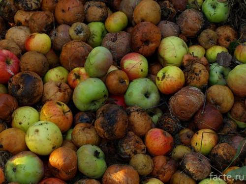 Интересные факты о московском зоопарке. 13 фактов о столичном зоопарке, которые не известны даже москвичам 07