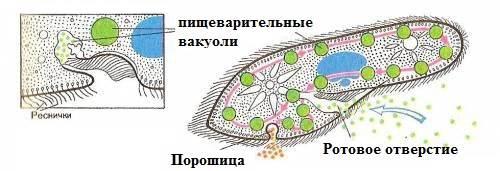 25 интересных фактов о простейших