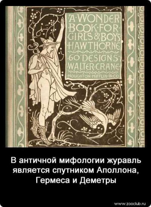 Интересные факты журавли. Интересные факты о журавлях 01