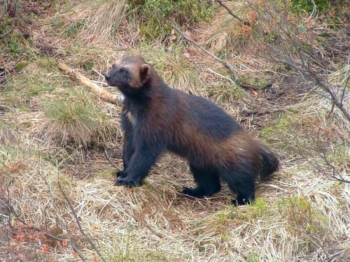 Росомаха описание. Росомаха