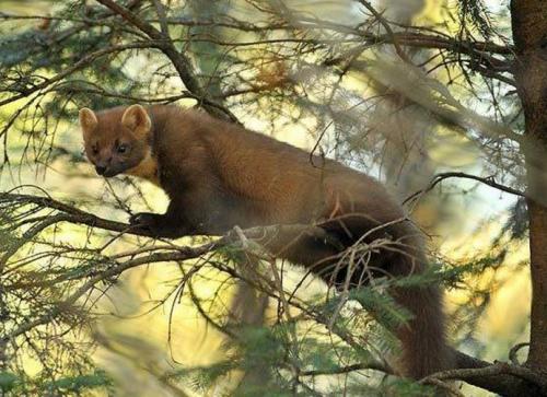 Куница чем питается. Общая характеристика представителей рода куниц