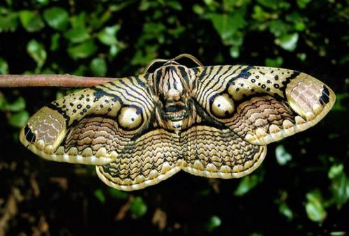 Интересные факты о бабочках. 10 интересных фактов о бабочках.