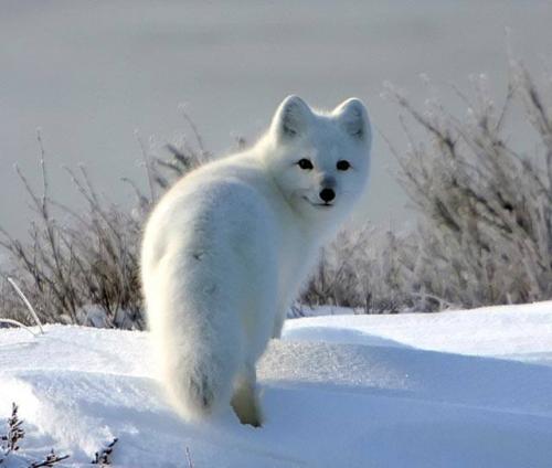 Интересные факты о тюленях. Особенности и среда обитания тюленя 03