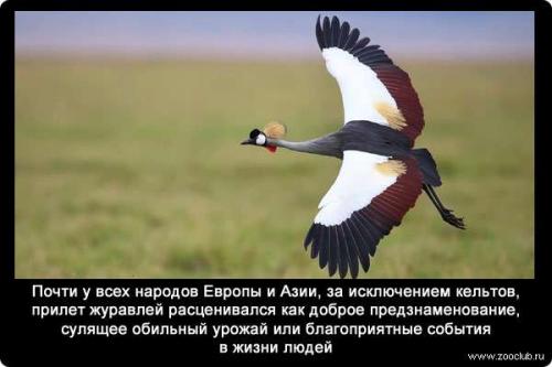 Интересные факты журавли. Интересные факты о журавлях 03