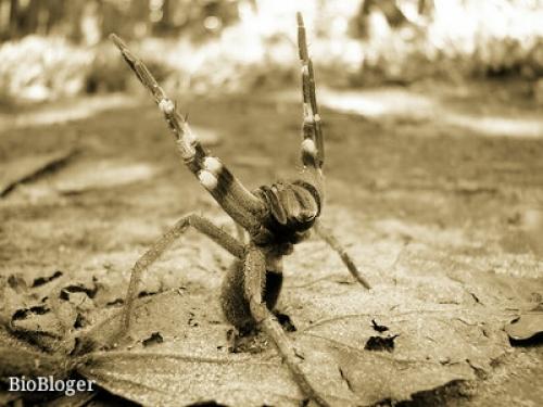 Паук банан. Банановый паук, как самый ядовитый в мире