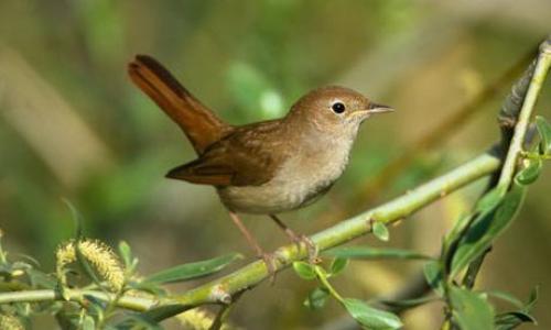 Когда улетают соловьи. Описание и особенности соловья 03