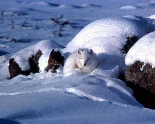 Интересные факты о тюленях. Особенности и среда обитания тюленя 06