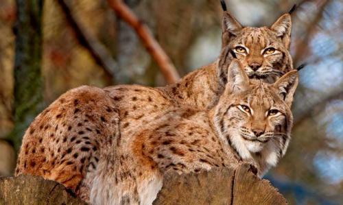 2 интересных факта о Рыси. Интересные факты о Рыси + Видео