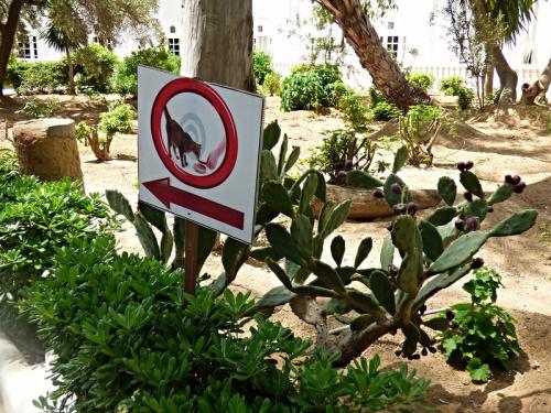 Тунис кошки. Субботние котики по-тунисски :)