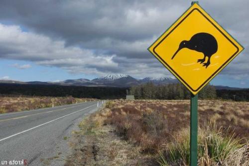 Птица киви размер. Интересное о киви