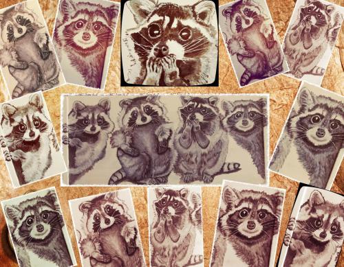 Интеллект енота. Насколько умны еноты?