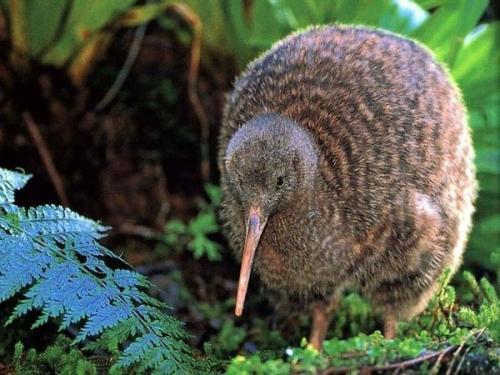 Птица киви размер. Интересное о киви