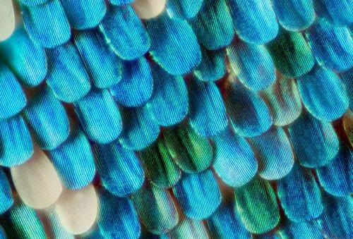 Синий карлик бабочка. Интересные факты о бабочках (15 фактов) 05