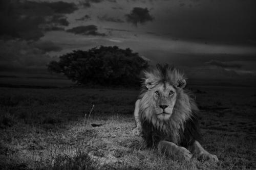 Лев интересные факты. Интересные факты о львах. Топ 18 фактов 10 Лев интересные факты. Интересные факты о львах. Топ 18 фактов 10