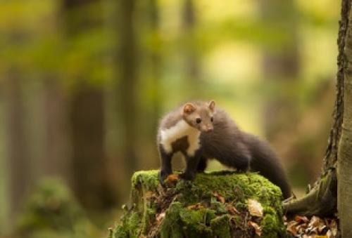 Интересные факты куница лесная. Куница лесная, или желтодушка - Martes martes  01