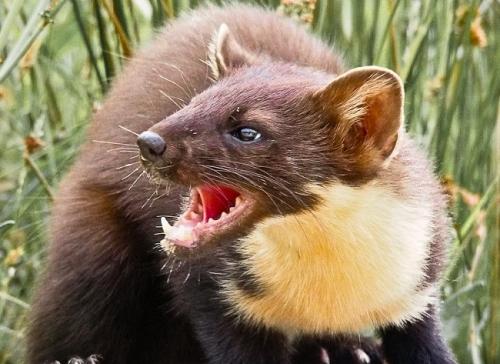 Куница чем питается. Общая характеристика представителей рода куниц