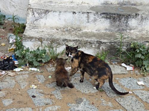 Тунис кошки. Субботние котики по-тунисски :)