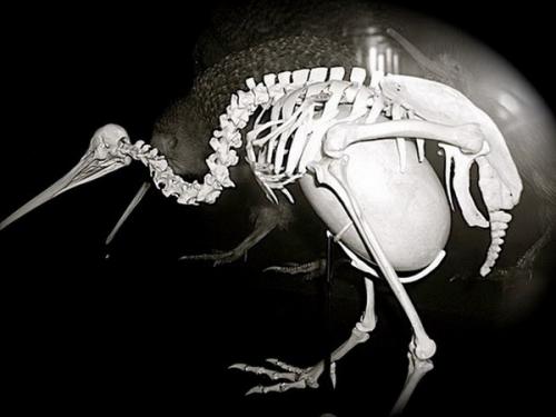 Птица киви размер. Интересное о киви