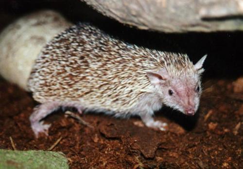 Мадагаскар остров. Животный мир