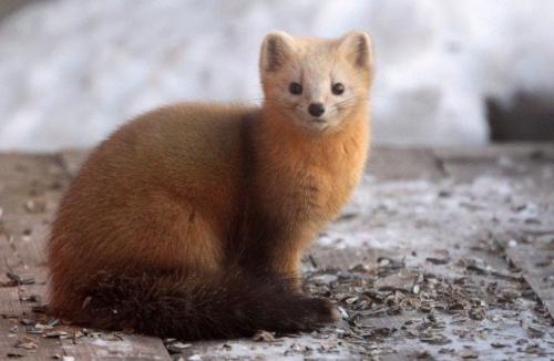 Интересные факты о соболе. Интересные факты о соболях