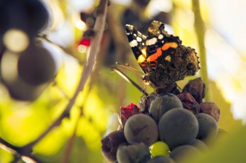 Интересные факты о бабочках. 10 интересных фактов о бабочках.