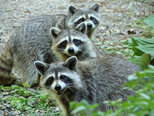 Что любят еноты. Что едят еноты?