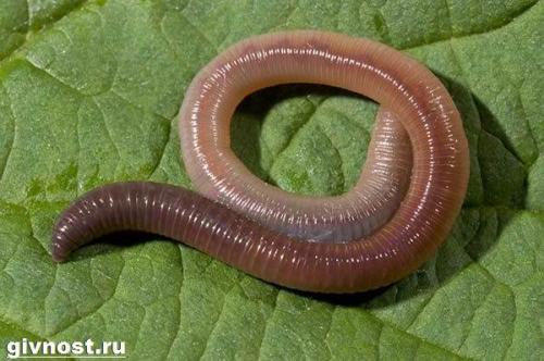 Все о червях. Особенности и среда обитания